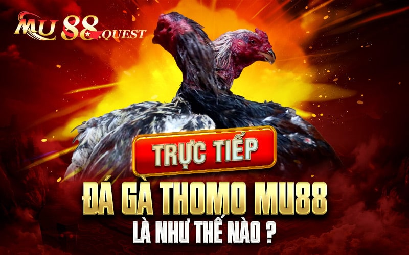 Trực tiếp Đá Gà Thomo 999 - Lịch phát sóng, cách xem trực tuyến, điểm danh các đội gà nổi tiếng